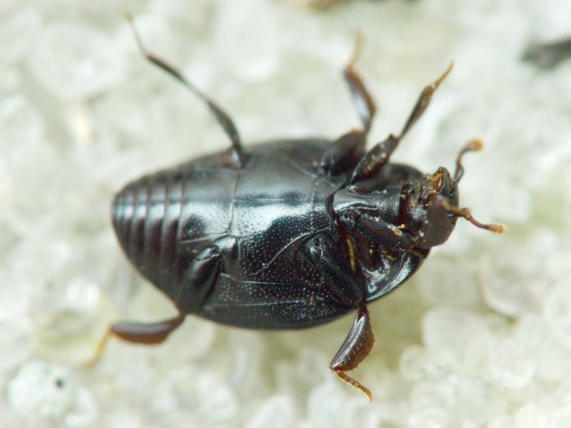 Dendrophilus (Dendrophilus) punctatus (Herbst, 1792)